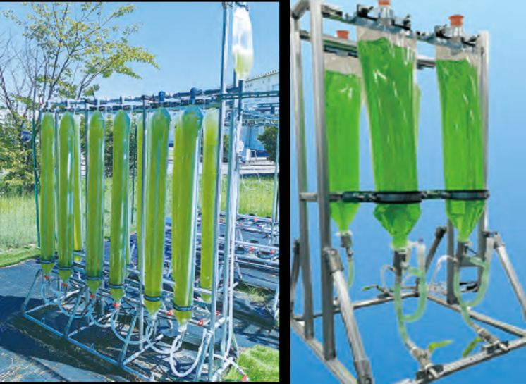 OT-Algae